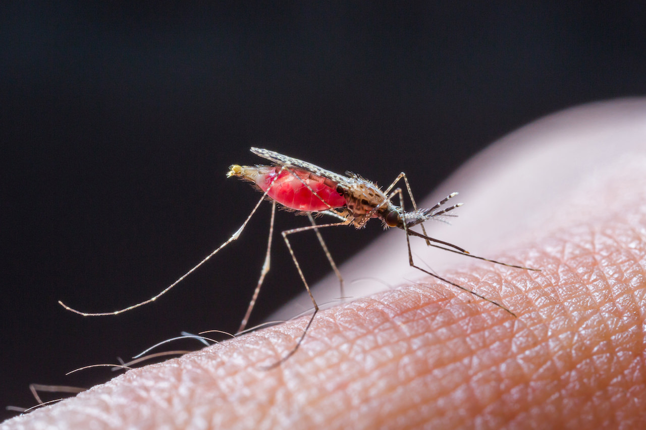 malaria-picada-mosquito